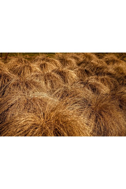 Carex petriei Milk Chocolate - рослина, яка додає теплоти в садовий ландшафт